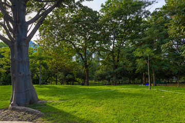 Wall Mural - Green meadow grass in city public tree park green scene