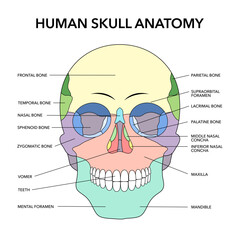 human skull bones structure diagram schematic vector illustration. medical science educational illus