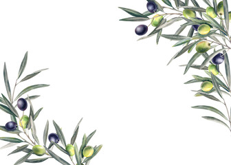 olive branch with leaves and ripe berries. watercolor hand-painted illustration. banner, template, h