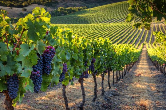 Lush vineyard with ripe grapes at sunset.