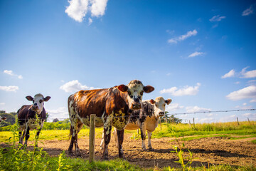 Wall Mural - Vache laitière en Normandie au milieu des champ et de la campagne au printemps.