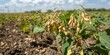 © Nijat - Soybean crop affected by pests, diseases, and nutrient deficiency during planting time in the field, highlighting the challenges soybean crops face in maintaining health and yield.