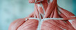 © Thamonchanok - Detailed anatomical model showcasing human muscle structure and tissue composition.