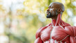 © Thamonchanok - Detailed anatomical model showcasing the human muscular system outdoors.