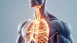 © Thamonchanok - Illustration of a human body with highlighted internal organs and structures.