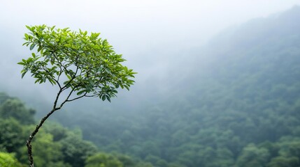 Poster - Lone green tree on a misty mountain background, serene natural landscape.