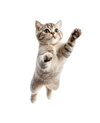 playful jumping tabby kitten in the air in motion isolated on transparent background, cutout, PNG