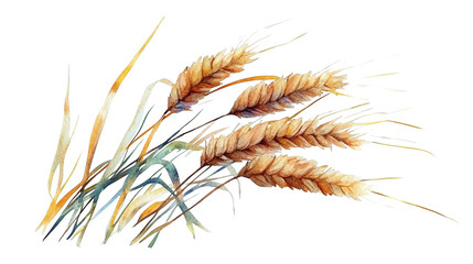 Poster - Harvest watercolor illustration isolated on transparent background