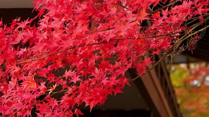 Wall Mural - Sunset, beautiful red-colored maple leaves, beautiful scenery of Japanese autumn.