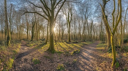 Poster - Sunlit Forest Path With Bare Trees And Mossy Ground