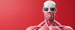© Tin - Detailed human anatomy model showcasing muscles and structure against a red background.