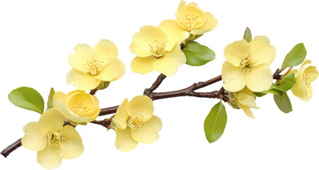 Wall Mural - Delicate yellow flowers on a branch.