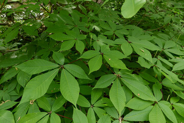 Poster - Aesculus parviflora shrub in bloom