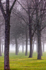 Canvas Print - Foggy morning