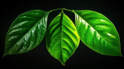 Wall Mural - Three vibrant green leaves isolated on dark background