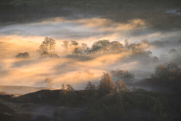 Wall Mural - golden light breaking through misty trees on a fresh autumn morning in little langdale, lake distric