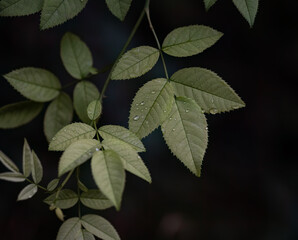 Wall Mural - The raindrops on leaves