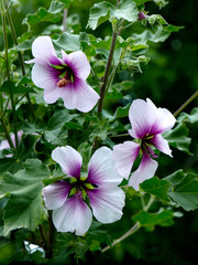 Wall Mural -  Hibiscus syriacus 'Rose of Sharon'