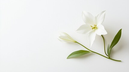 Poster - white flowers with green leaves arranged elegantly on a simple background highlighting their delicat