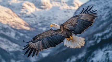 Poster - A bald eagle in flight over a mountain range with peaks and valleys