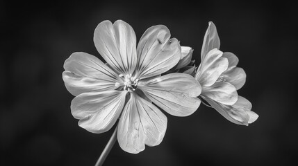 Aufkleber - A close-up photograph of a single flower in black and white