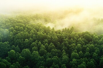 Poster - Aerial view of a forest covered in fog, great for use in environmental or nature-themed projects
