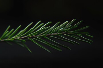 Poster - A close-up shot of a pine tree branch with intricate details