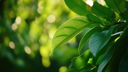 Poster - A close-up shot of a leaf on a tree branch, featuring intricate details and natural textures