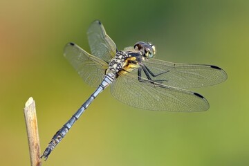 Aufkleber - Close-up shot of a dragonfly perched on a twig, highlighting its delicate features and natural habitat