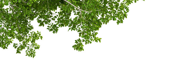Green leaves tree branch isolated on white background