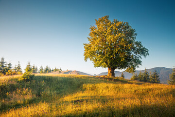 Wall Mural - A large and old beech tree on a green lawn with lush greenery. Carpathian mountains, Ukraine, Europe.