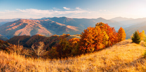 Wall Mural - An incredible view of an autumn mountain landscape with colorful slopes in soft sunlight. Carpathian mountains, Ukraine.