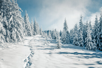 Aufkleber - Gorgeous image of snowy fir trees glistening in the sun on a frosty and calm day. Carpathian mountains, Ukraine.