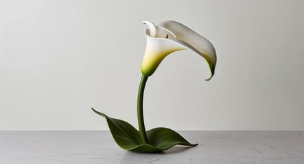 Wall Mural - A graceful calla lily flower figurine on a plain pearl white background