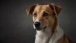 © Syarif - Portrait of a light brown and white mixed breed dog with alert expression against a dark gray background.