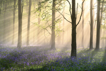 Wall Mural - carpet of bluebells in misty woods with morning sunlight breaking through tree canopies. dorset, eng