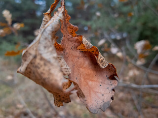 Wall Mural - yellow autumn leaves on branches slow motion. slow motion video leaves falling. autumn oak leaves.