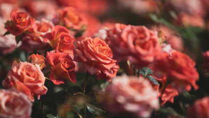 Sticker - red and yellow roses in garden 