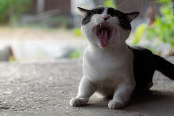 Black and White Cat Posing on a Road Surface