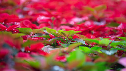 Sticker - Red poinsettia with dew drops on the leaves.