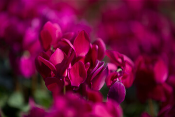 Sticker - cyclamen flowers in the garden, selective focus