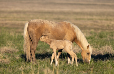 Wall Mural - wild horse mare and foal in the utah desert in springtime