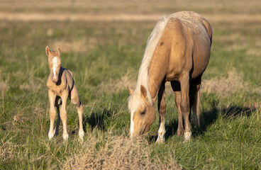 Wall Mural - wild horse mare and foal in the utah desert in springtime