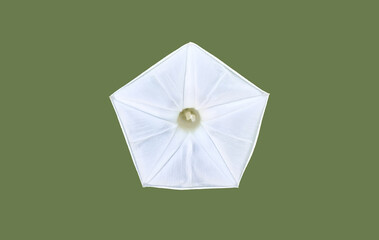 Wall Mural - isolated ipomoea aquatica or morning glory flower head with clipping paths.