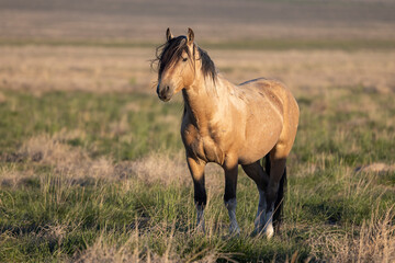 Wall Mural - wild horse in springtime in the utah desert