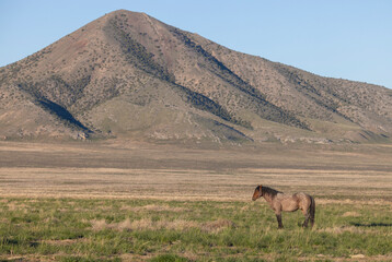 Wall Mural - wild horse in springtime in the utah desert