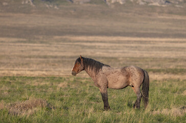 Wall Mural - wild horse in springtime in the utah desert