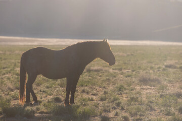 Wall Mural - wild horse in springtime in the utah desert