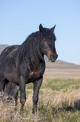 Wall Mural - Wild Horse in Springtime in the Utah Desert