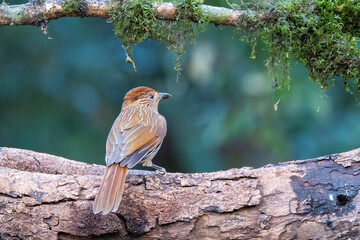 Wall Mural - A Striated laughingthrush perched on top of a tree branch on the outskirts of sattal town in Uttarakhand